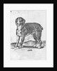 Dog by Agostino Carracci