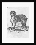 Dog by Agostino Carracci