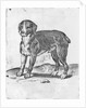 Dog by Agostino Carracci
