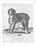 Dog by Agostino Carracci