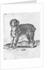 Dog by Agostino Carracci