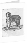 Dog by Agostino Carracci