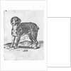 Dog by Agostino Carracci