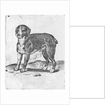 Dog by Agostino Carracci