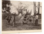 Cart pulled by two oxen at Mandalay, Burma, c.1885 by English Photographer
