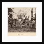 Cart pulled by two oxen at Mandalay, Burma, c.1885 by English Photographer