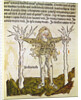 The Constellation of Andromeda, an illustration from the 'Poeticon Astronomicon' by C.J. Hyginus, Venice, 1485 by Italian School