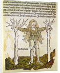 The Constellation of Andromeda, an illustration from the 'Poeticon Astronomicon' by C.J. Hyginus, Venice, 1485 by Italian School