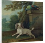 Zaza, the dog, c.1730 by Jean-Baptiste Oudry