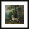 Zaza, the dog, c.1730 by Jean-Baptiste Oudry