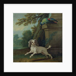 Zaza, the dog, c.1730 by Jean-Baptiste Oudry