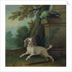 Zaza, the dog, c.1730 by Jean-Baptiste Oudry