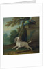Zaza, the dog, c.1730 by Jean-Baptiste Oudry