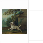 Zaza, the dog, c.1730 by Jean-Baptiste Oudry