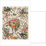 Indian model by Peter Lemeunnie