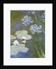 Waterlilies and Agapanthus, 1914-17 by Claude Monet