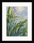 The Yellow Iris by Claude Monet