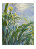 The Yellow Iris by Claude Monet