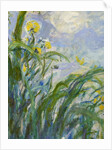The Yellow Iris by Claude Monet