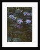 Waterlilies, 1914-17 by Claude Monet