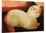 A white cat by Niccolo Frangipane