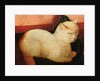 A white cat by Niccolo Frangipane