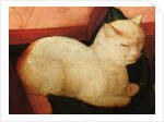 A white cat by Niccolo Frangipane