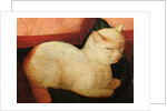 A white cat by Niccolo Frangipane