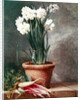 Narcissus and Radishes by Henri Roland de la Porte