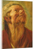 Study of a Head, or Head of an Apostle, c.1620 by Jacob Jordaens