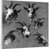 Six studies of goat heads by Nicolaes Pietersz. Berchem