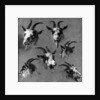 Six studies of goat heads by Nicolaes Pietersz. Berchem