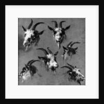 Six studies of goat heads by Nicolaes Pietersz. Berchem
