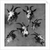 Six studies of goat heads by Nicolaes Pietersz. Berchem