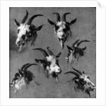 Six studies of goat heads by Nicolaes Pietersz. Berchem