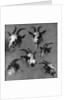 Six studies of goat heads by Nicolaes Pietersz. Berchem