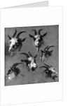 Six studies of goat heads by Nicolaes Pietersz. Berchem