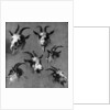 Six studies of goat heads by Nicolaes Pietersz. Berchem