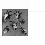 Six studies of goat heads by Nicolaes Pietersz. Berchem