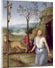St. Jerome in the Desert, c.1499-1502 by Pietro Perugino