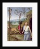 St. Jerome in the Desert, c.1499-1502 by Pietro Perugino