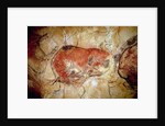 Bison from the Altamira Caves, Upper Paleolithic, c.15000-8000 BC by Prehistoric Prehistoric