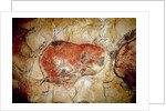 Bison from the Altamira Caves, Upper Paleolithic, c.15000-8000 BC by Prehistoric Prehistoric