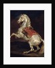 Napoleon's Stallion, Tamerlan by Theodore Gericault