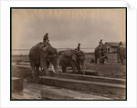 Working with elephants, c.1880 by Philip Adolphe Klier