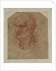 Head of a beardless old man, left profile by Leonardo da Vinci