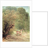 The Hunted Roe-Deer on the alert, Spring, 1867 by Gustave Courbet