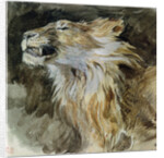 The Head of a Lion by Ferdinand Victor Eugene Delacroix