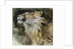 The Head of a Lion by Ferdinand Victor Eugene Delacroix
