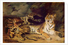 Young tiger playing with his mother, 1830 by Ferdinand Victor Eugene Delacroix